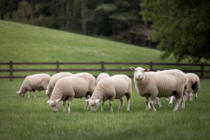 Éco-pâturage : Quel est le Tarif à Prévoir ?