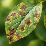 Plante Malade : Comment la Reconnaître et la Soigner ?