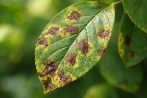 Plante Malade : Comment la Reconnaître et la Soigner ?