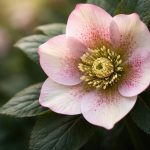 Rose de Noël Entretien : Comment la Garder en Fleurs ?